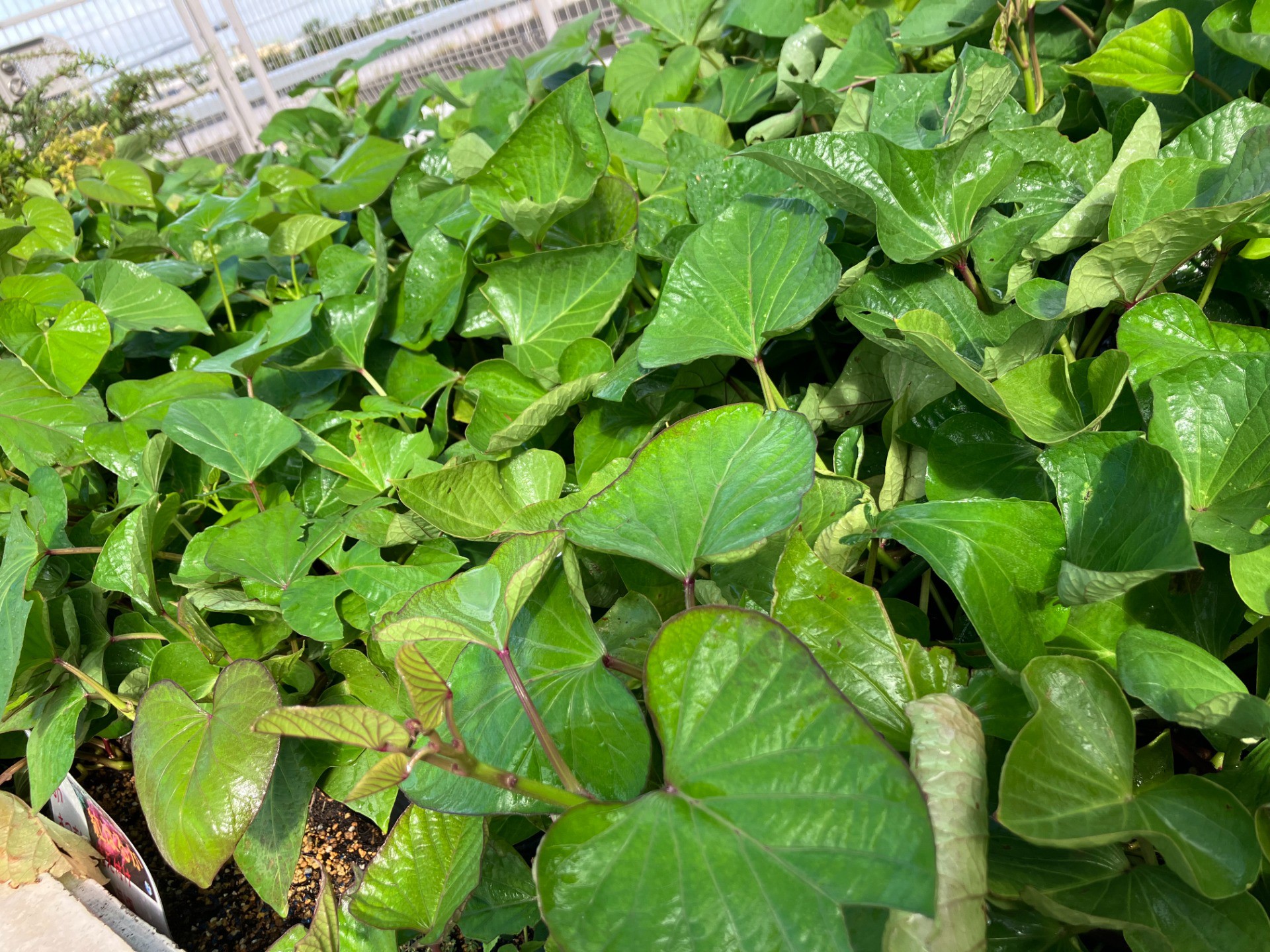 1095c1f442f63433a8ad4e8583aee2f8-1757560867.jpg 1095c1f442f63433a8ad4e8583aee2f8-1757560867.jpg