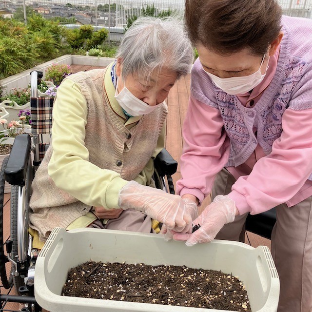 朝顔の土入れ、種まきを行いました。
