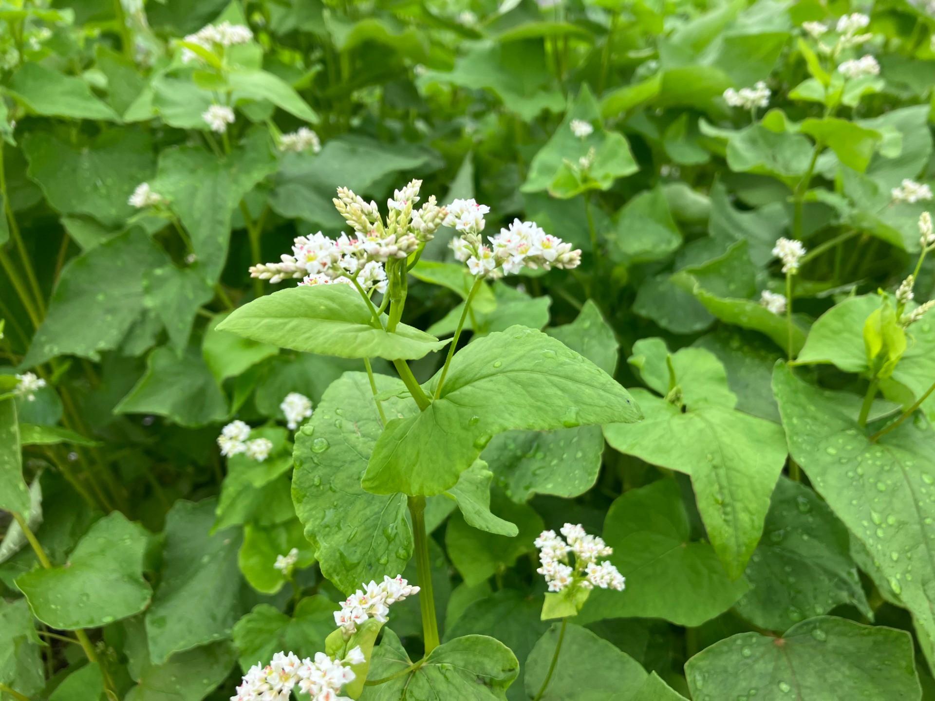 イルアカーサ農園　蕎麦（そば）の花が見ごろを迎えました！
