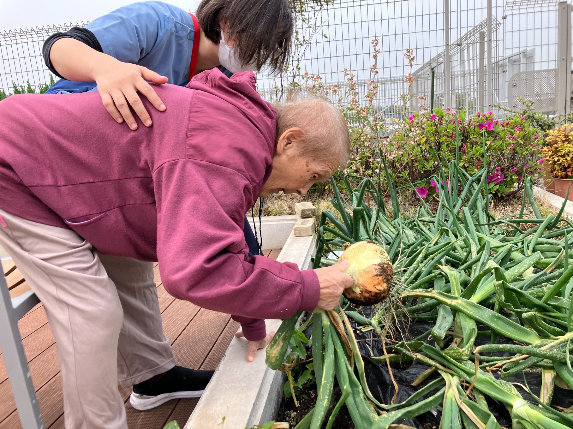 1キロ超えも！?屋上庭園の玉ねぎ収穫に歓喜の声が湧きました！