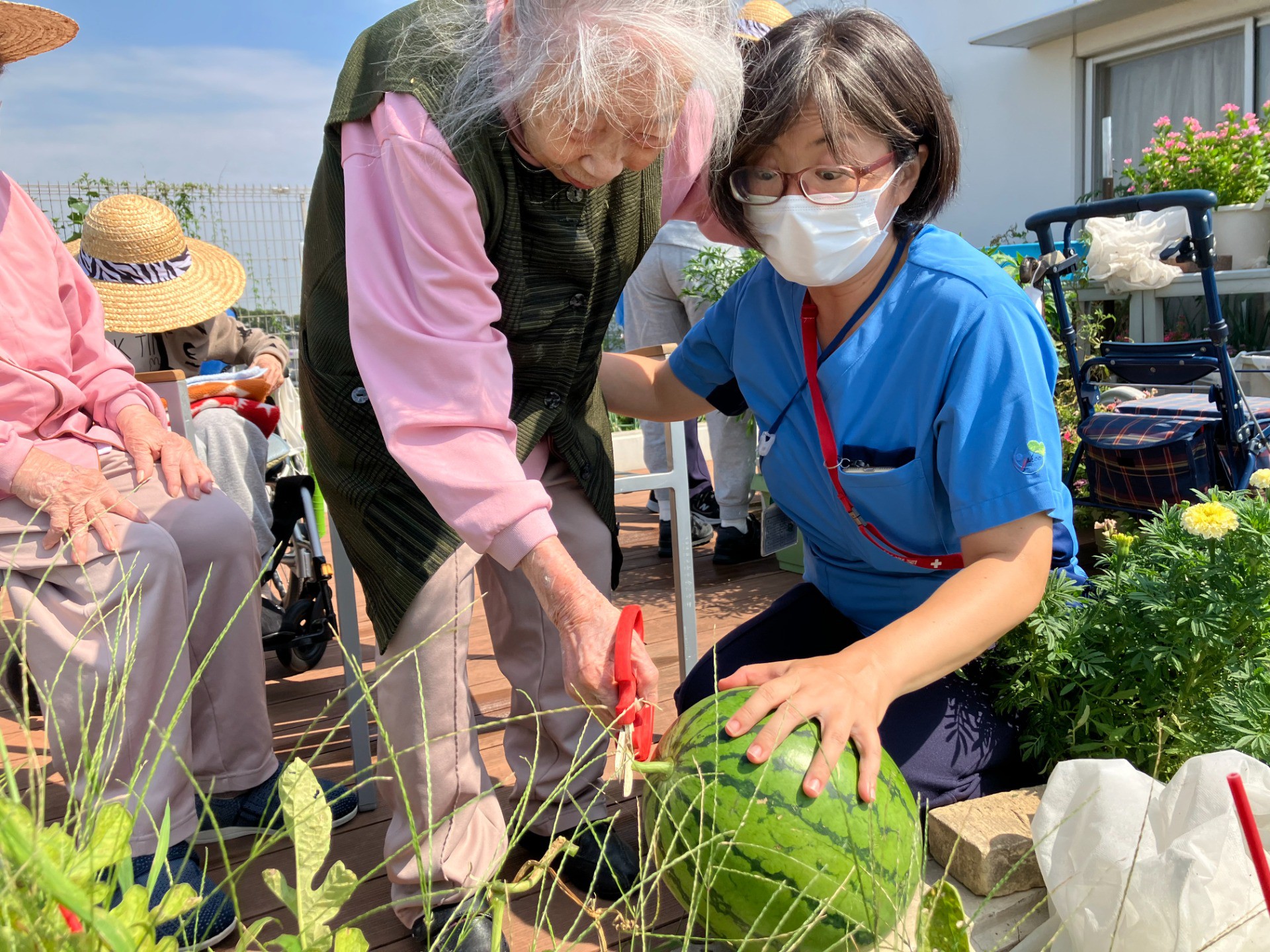 納涼祭まであと15日！イルアカーサ農園のすいか🍉を収穫しました！