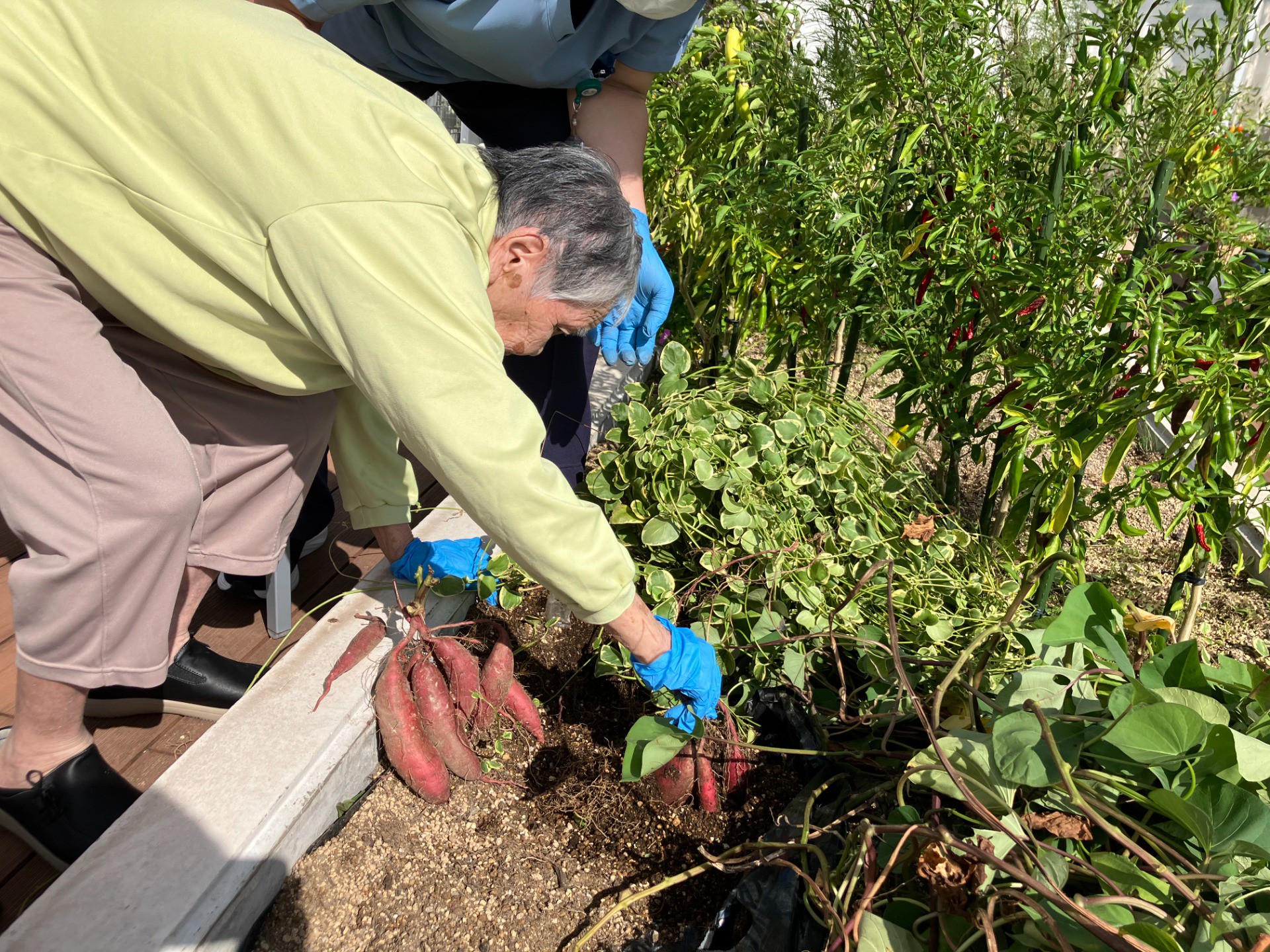 実りの秋！芋掘り体験（イルアカーサ農園で育てた、さつまいもの収穫）
