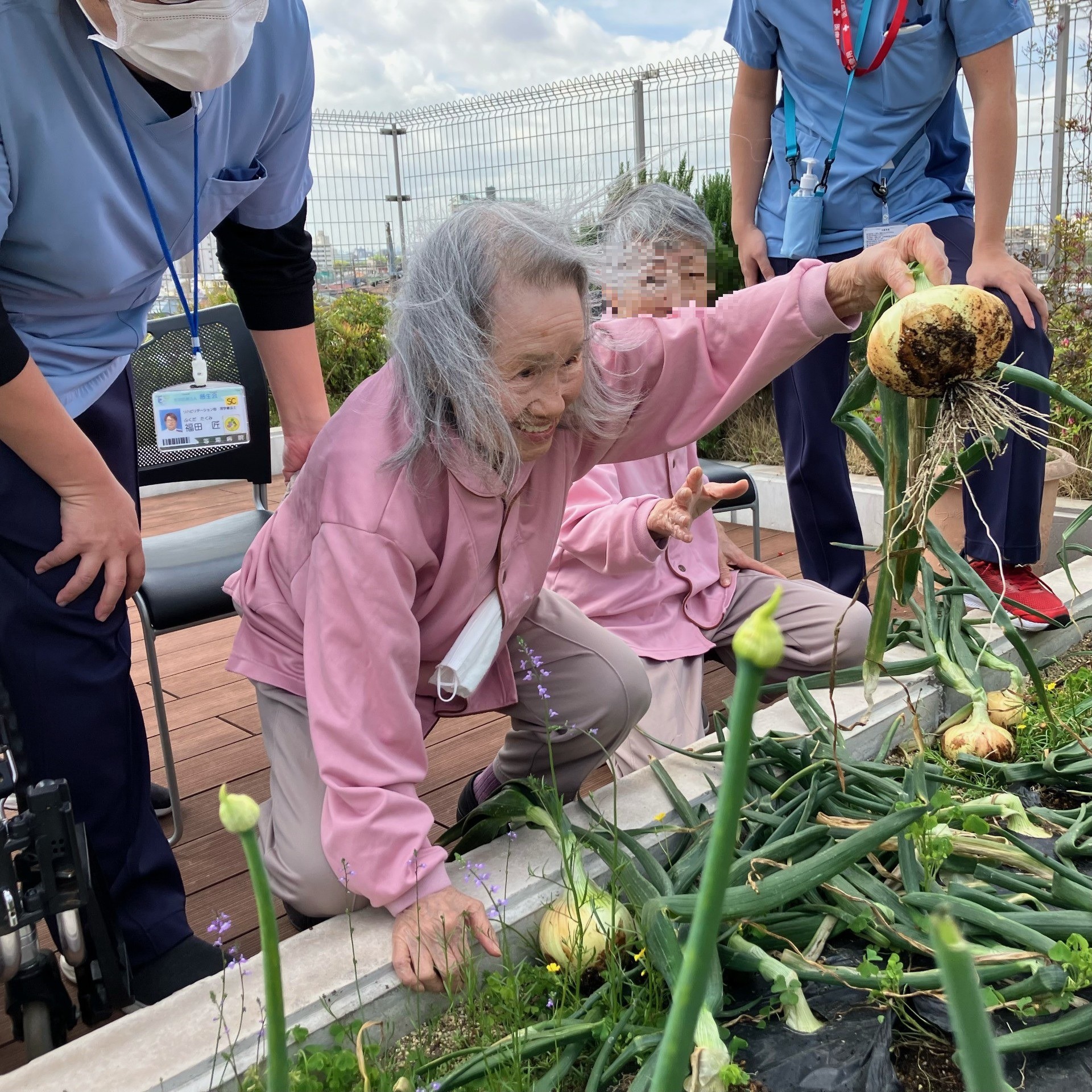 イルアカーサ農園で育てた新玉ねぎを収穫しました！