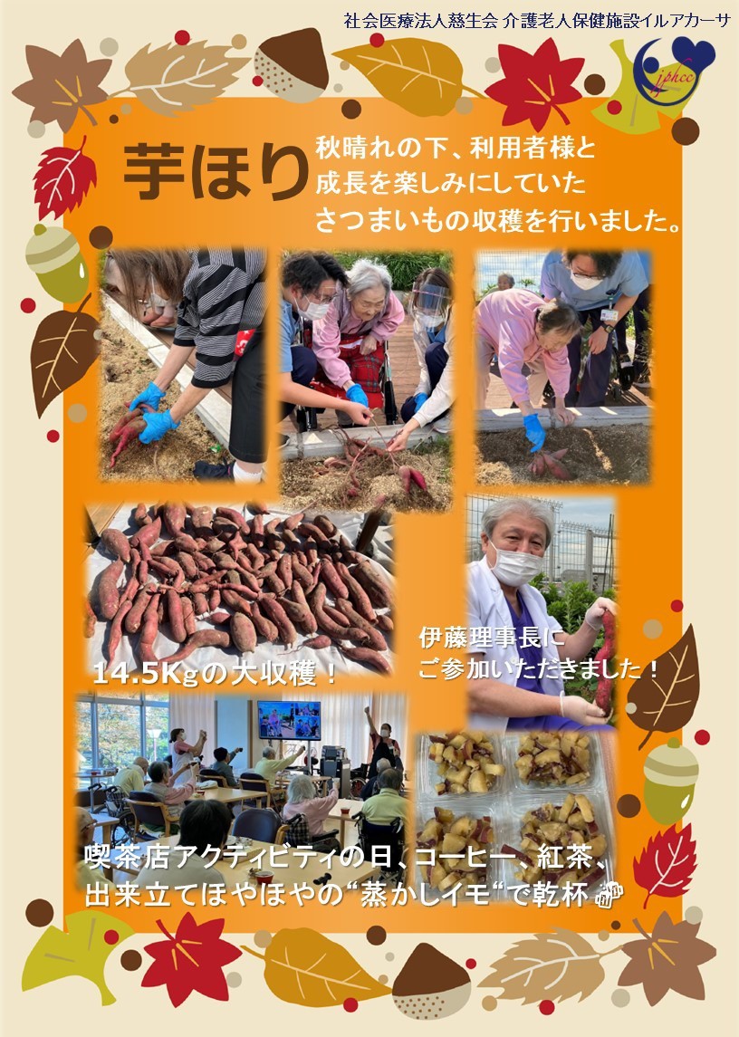 イルアカーサ農園で育てたさつもいもを収穫しました！