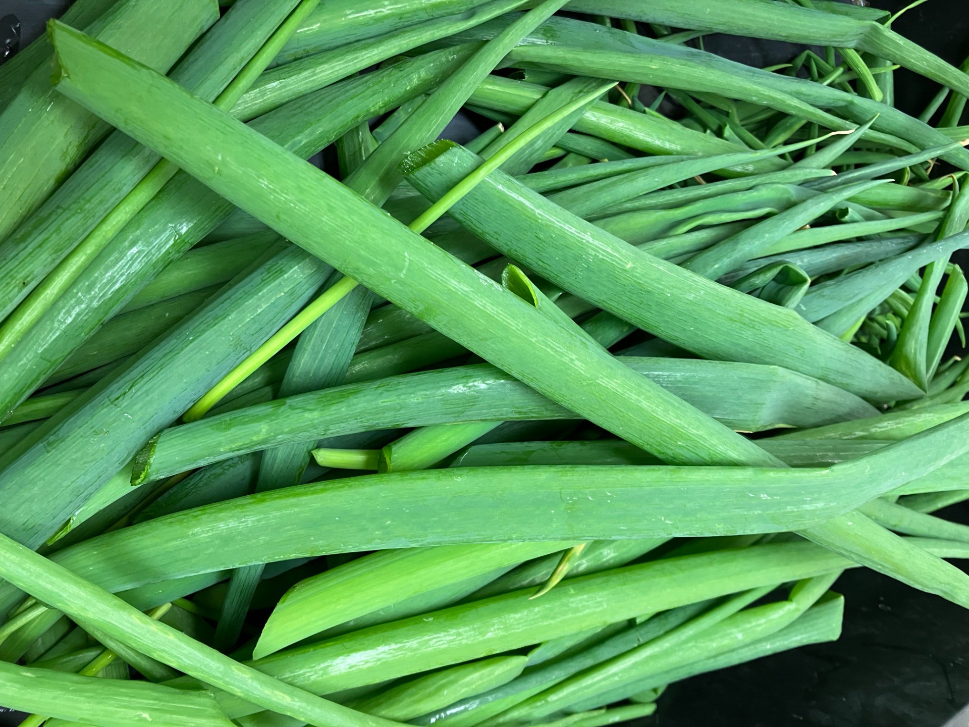 イルアカーサ農園の採れたてねぎを提供しました！（わけぎ・あさつき・青ねぎ）🍽️