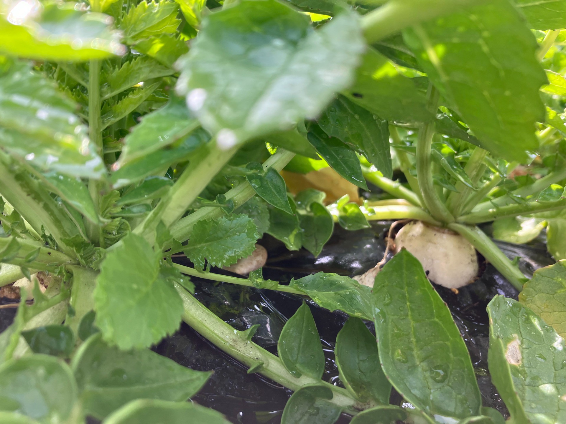 🌸イルアカーサ農園の様子🌷