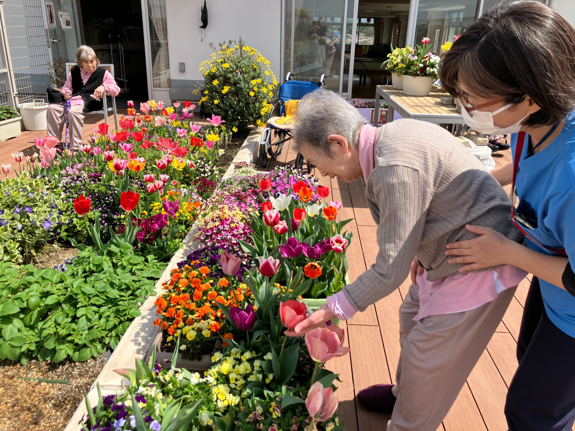 🌱イルアカーサ農園だより ～春の恵み、ねぎの収穫を行いました～🌱