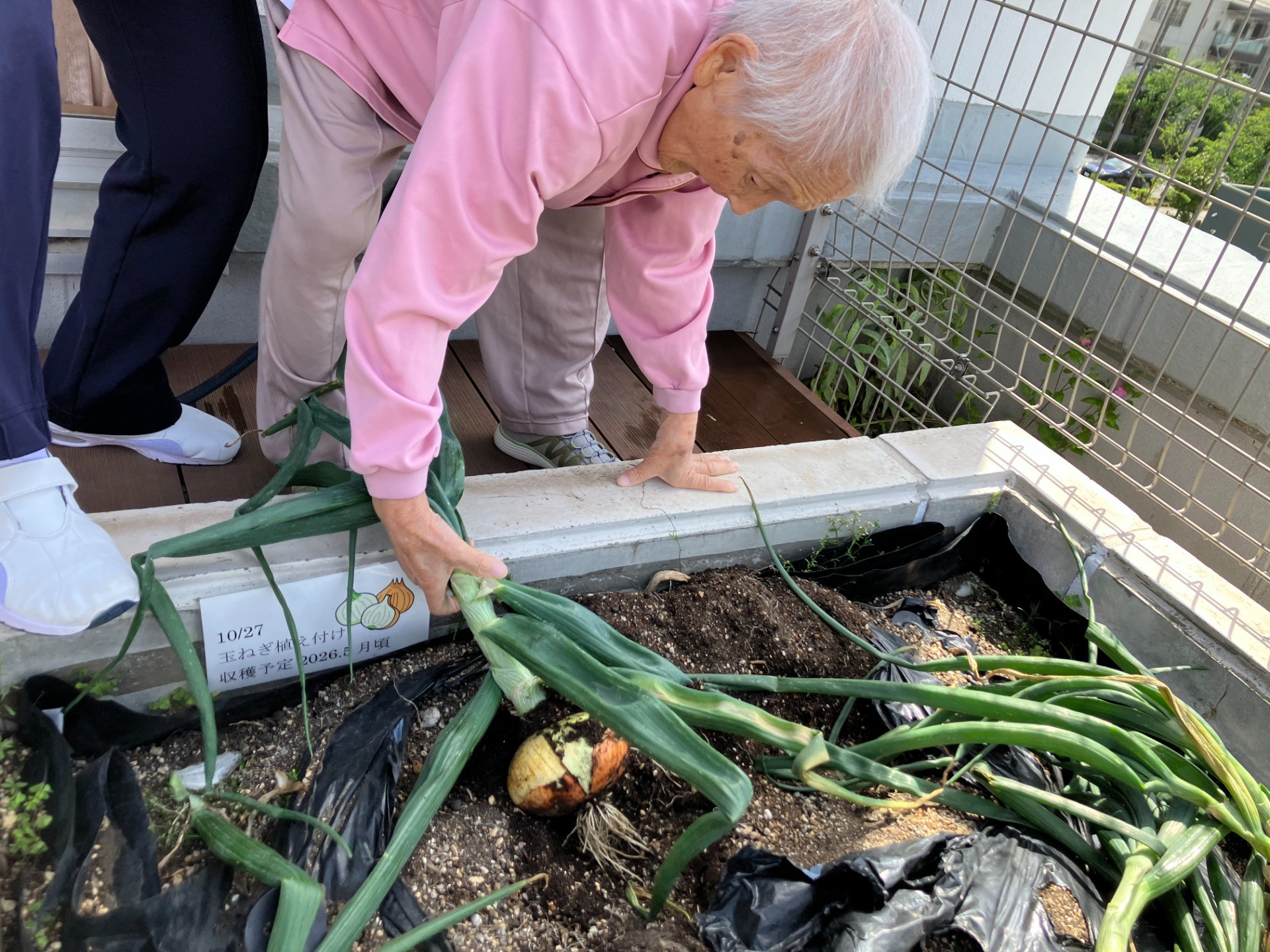 🌱イルアカーサ農園だより ～ずっしり1kg級！玉ねぎの大収穫～🌱