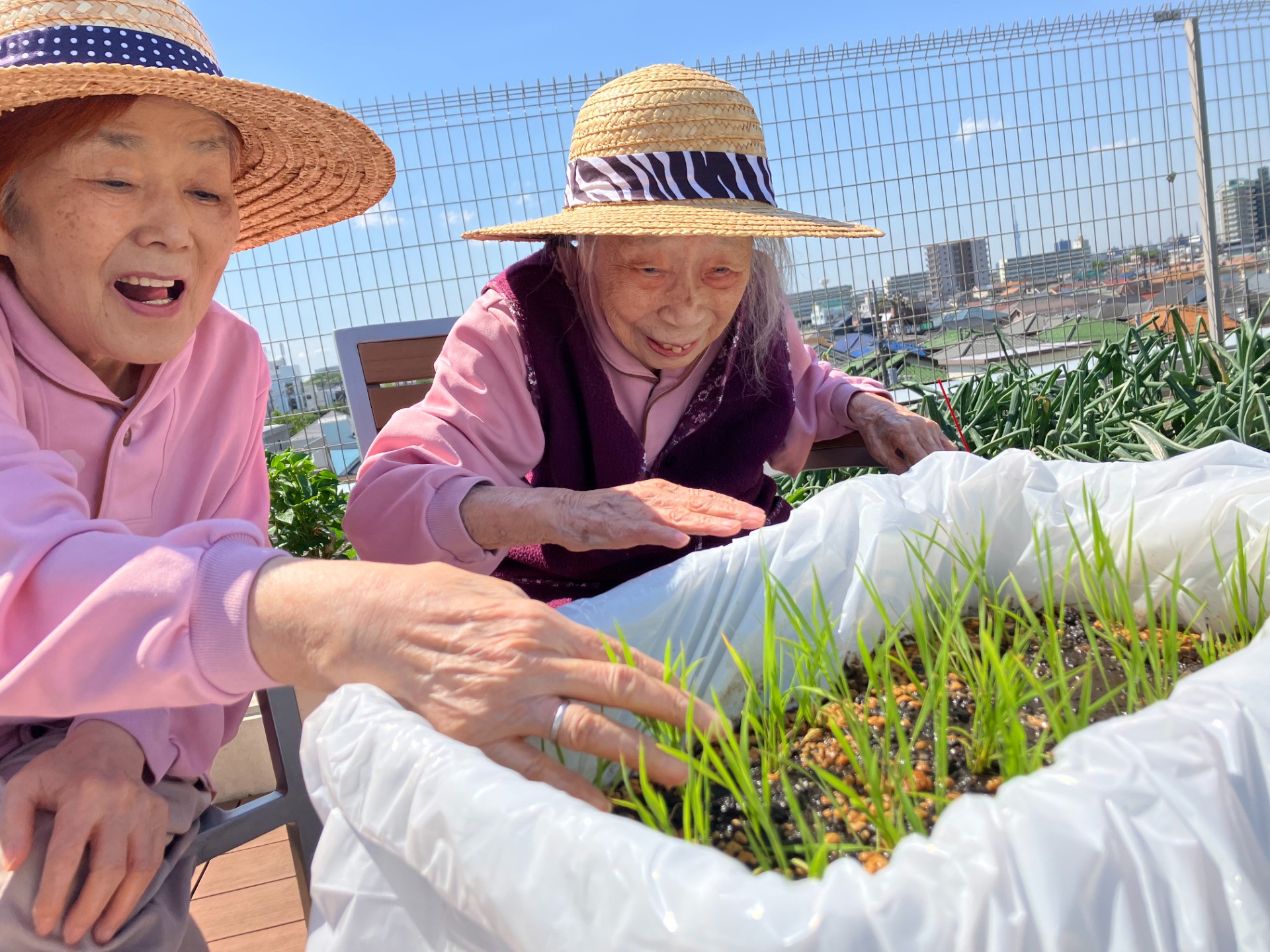 🌱🌾イルアカーサ農園だより ～まさかイルアカーサで田植えができるなんて～🌾🌱