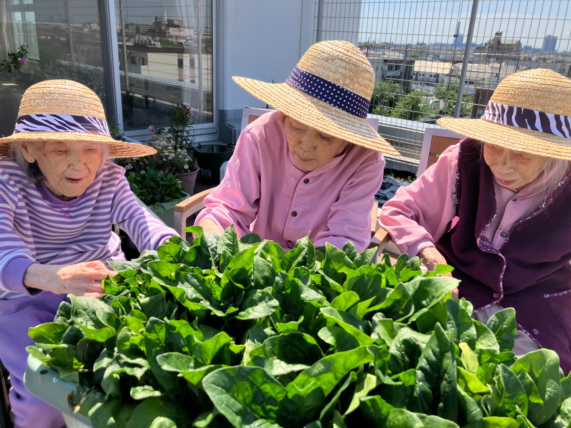🌱イルアカーサ農園だより ～冬越しピーマン・ほうれん草・1kg級玉ねぎ！春の恵みを収穫しました～🌱