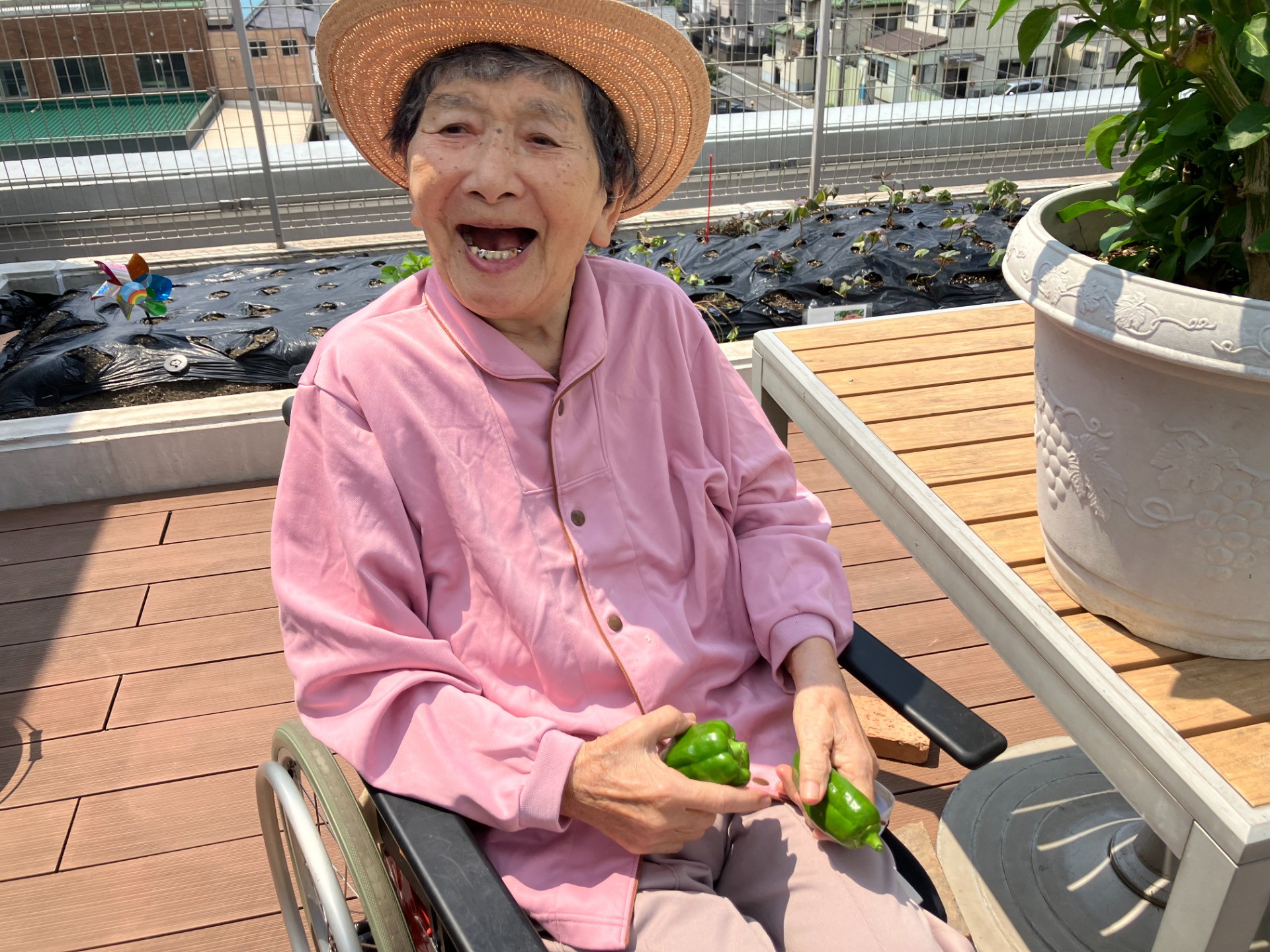 🌱イルアカーサ農園だより ～夏野菜の収穫が始まりました🍆～🌱