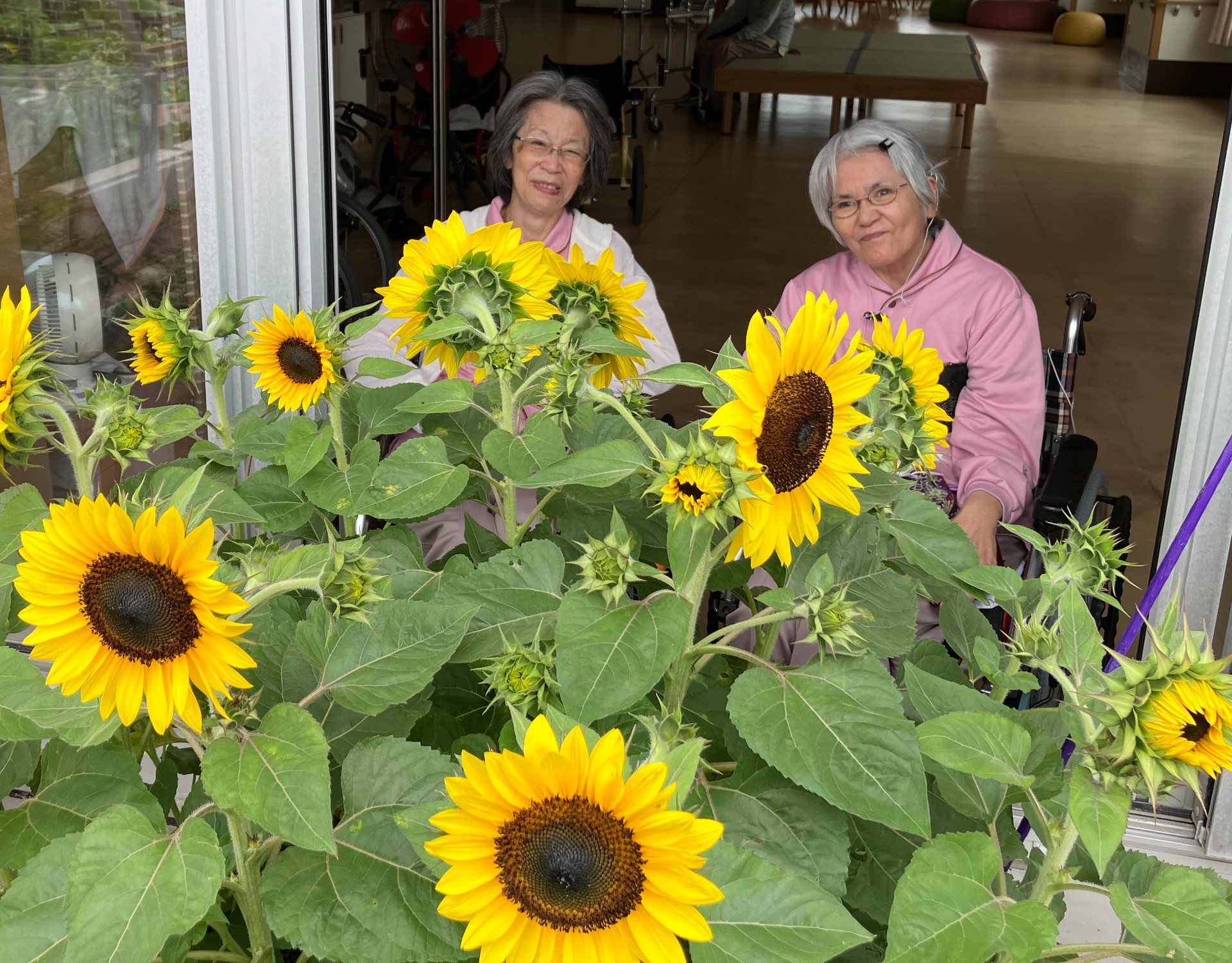 🌻イルアカーサ農園にひまわりが満開🌻笑顔咲く夏の風景🌻